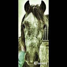 Welsh Pony (sec B) Shieloh sky
