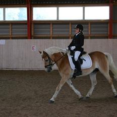 Haflinger Wictoria Sandagergaard
