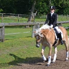 Haflinger Wictoria Sandagergaard