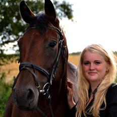 Dansk Varmblod Silhouette