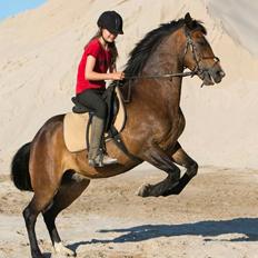 New Forest La Fayette Skovly