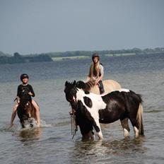 Anden særlig race Bonni
