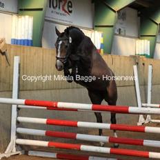 Dansk Varmblod AMMENDRUP NYGÅRD'S FANCY