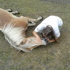 Tyroler Haflinger Akando