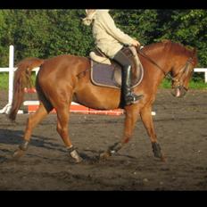 New Forest Acett Af Hvarre <3 