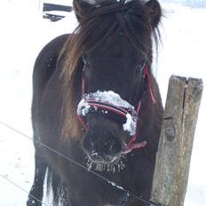 Anden særlig race Jolly