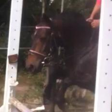 Anden særlig race Miss JJ