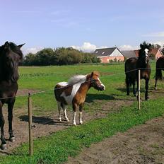 Anden særlig race Medina