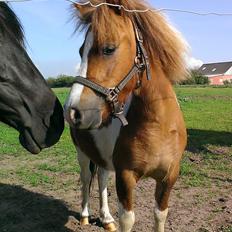 Anden særlig race Medina