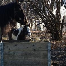 Irish Cob Romany's Caysar <3 cay<3