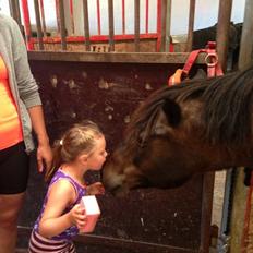 New Forest Sandagers Sir Giant // Sputnik