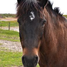 New Forest Sandagers Sir Giant // Sputnik