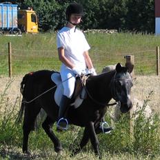 Shetlænder Jacki