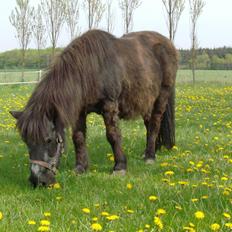 Shetlænder Jacki