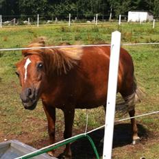 Anden særlig race Trille ( lille søsters pony ) '' solgt''