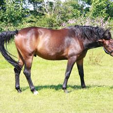 Anden særlig race Oliver