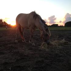 Anden særlig race Dunkans Galina<3 solgt