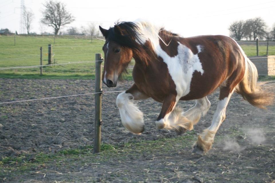 Tinker Satin's Con Fetti billede 3