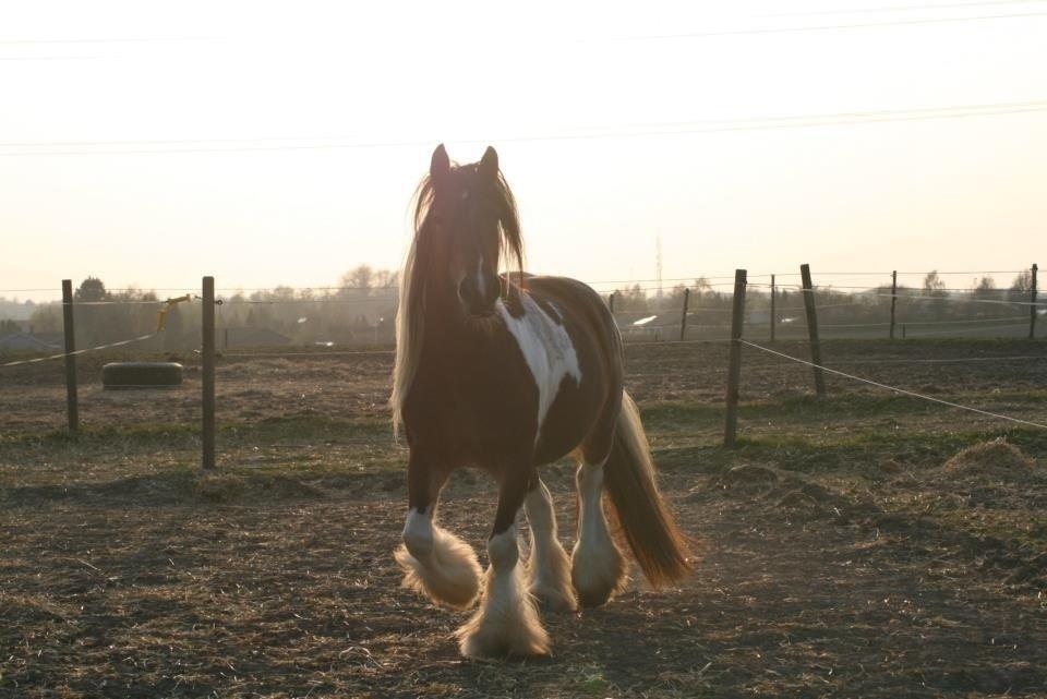 Tinker Satin's Con Fetti billede 4