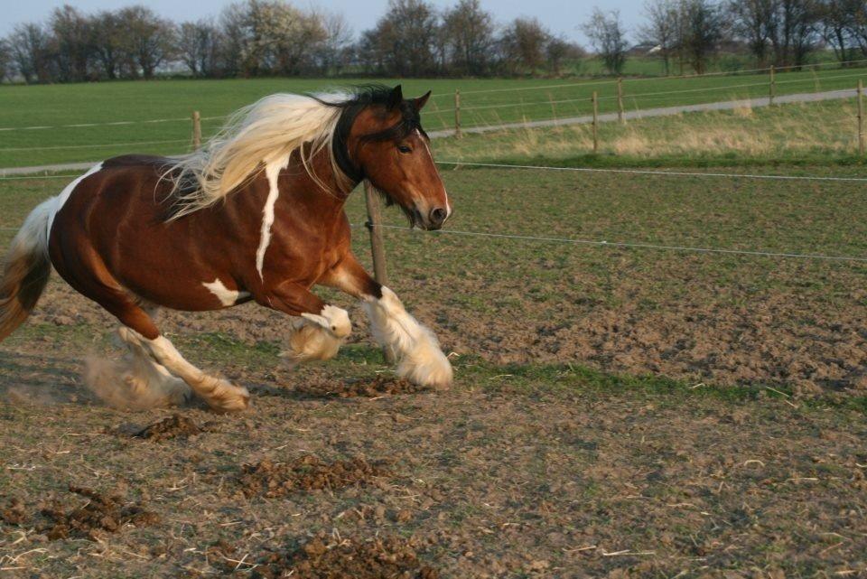 Tinker Satin's Con Fetti billede 7