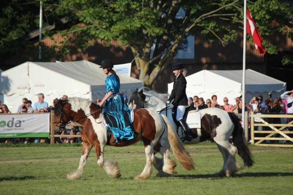 Tinker Satin's Con Fetti - Roskilde Kvadrilien 2013. billede 8