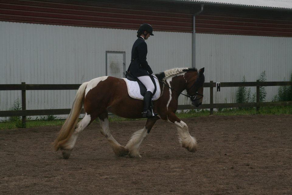 Tinker Satin's Con Fetti - Vores første stævne. 29/6 2013 billede 9