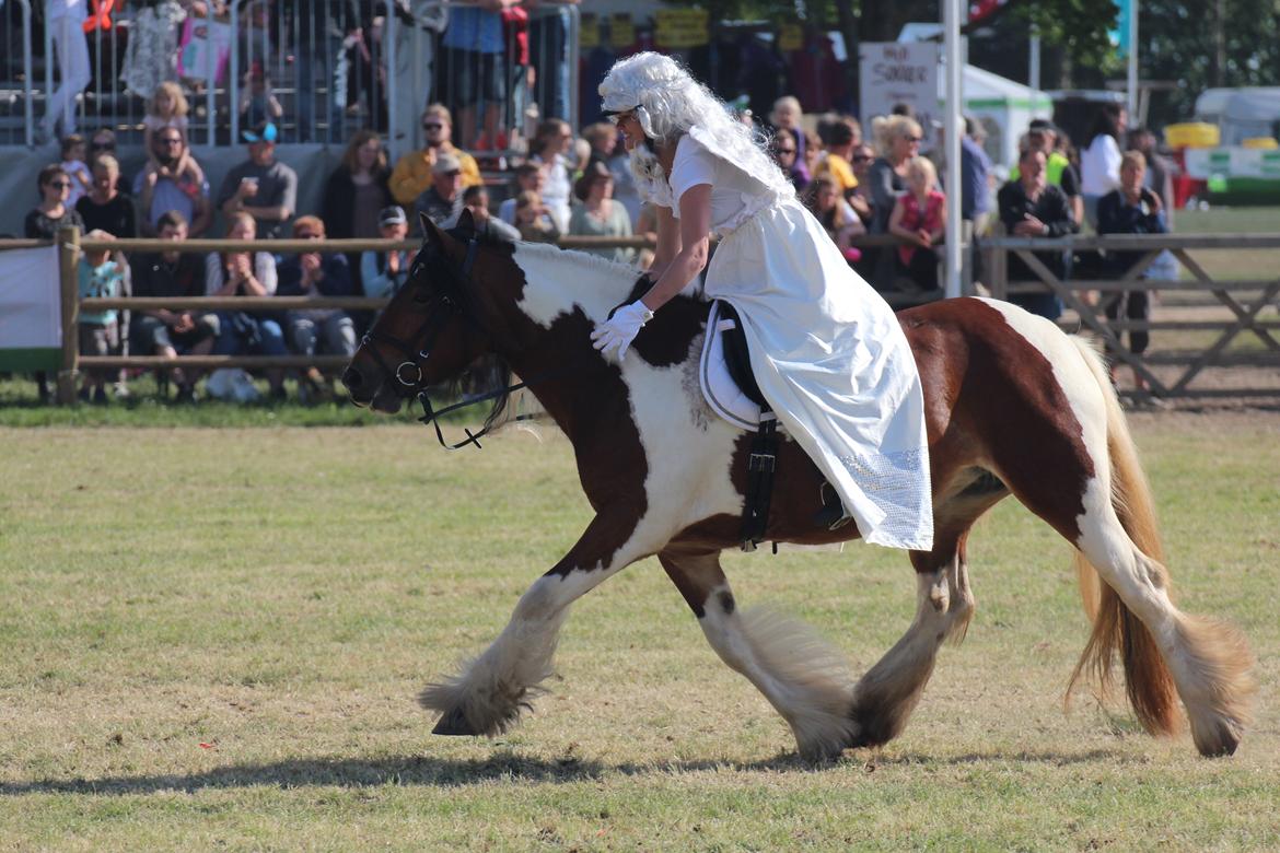 Tinker Satin's Con Fetti - Udridning til søndagens show på Roskilde Dyrskue 2013 billede 10