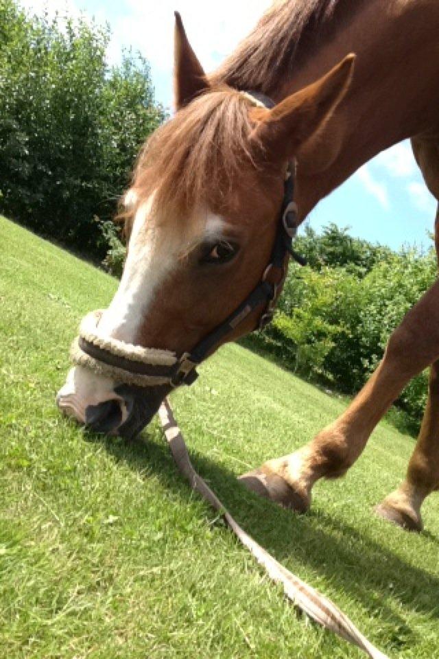 New Forest Taliena´s Thamara billede 16