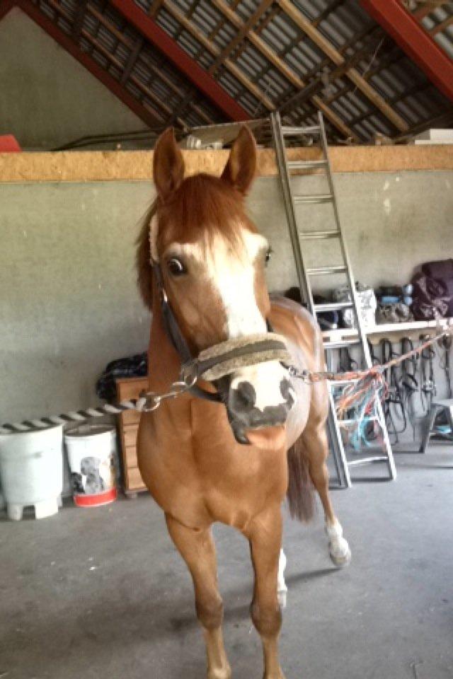 New Forest Taliena´s Thamara billede 19