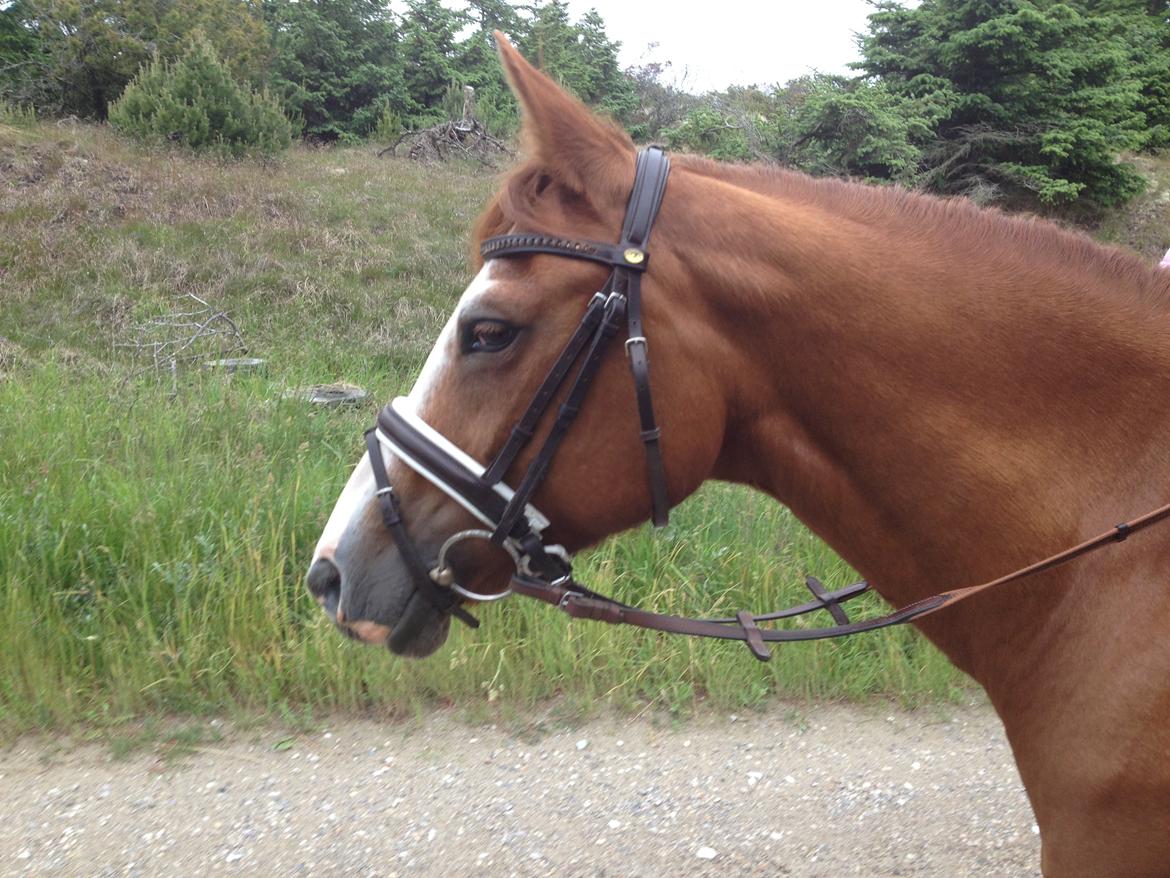 New Forest Taliena´s Thamara billede 20