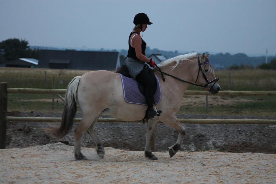 Fjordhest Ronja billede 5