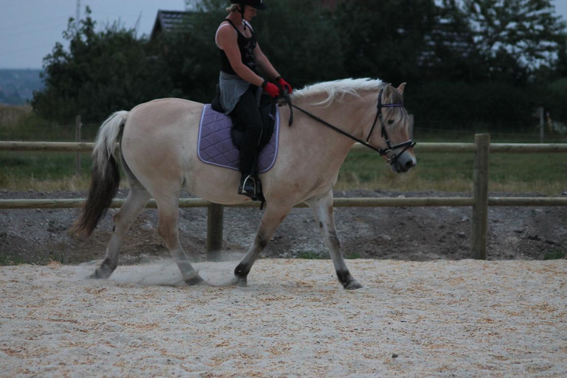 Fjordhest Ronja - Hmm ret dig op, vend hænderne, giv ronja lidt plads og få så de hæle på plads nå - og kig op for hulen.. - men hvor er det svært når man har indtaget de dårlige vaner og ingen undervisning har fået.. heeh billede 4