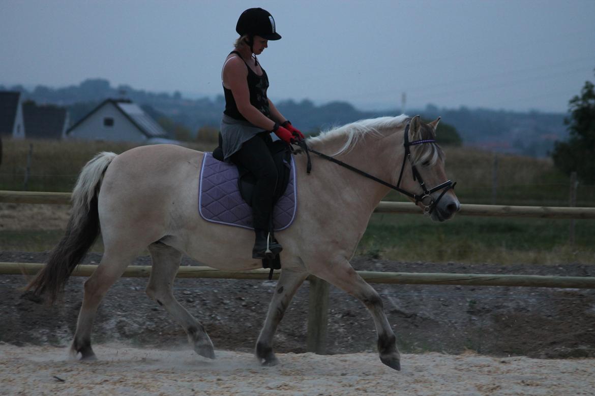Fjordhest Ronja - Ja ja vi er ikke for kønne - men synes nu selv i betragtning af at jeg aldrig har fået undervisning og Ronja har stået stille i 1½ år så gør vi det nu meget godt..  billede 3