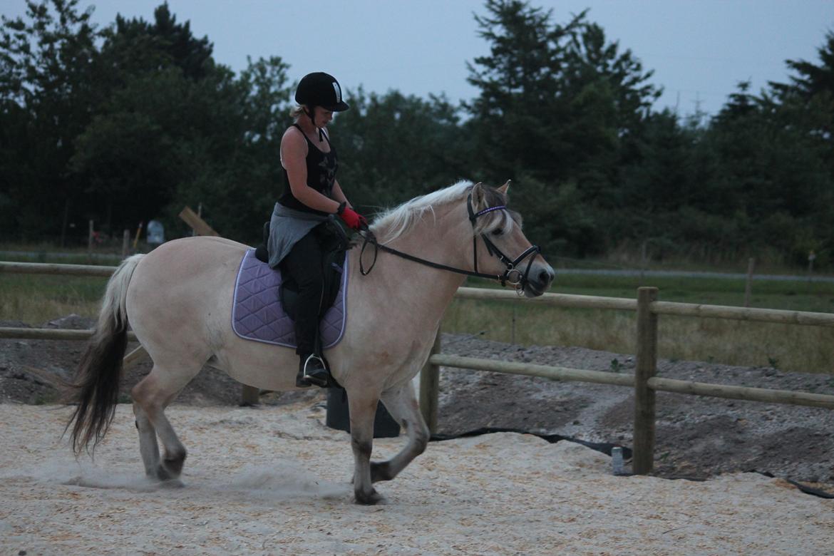 Fjordhest Ronja billede 25