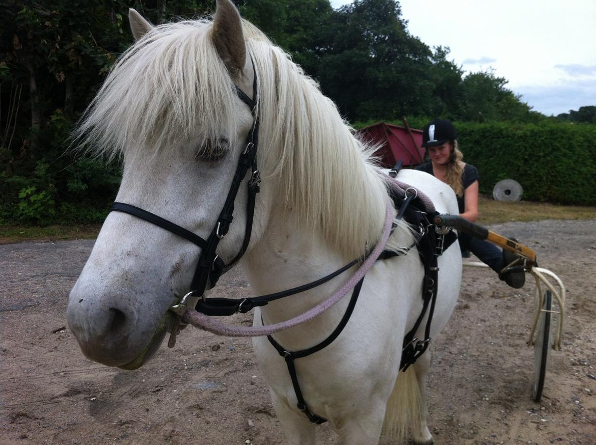 Islænder Ljómi fra Egeballegaard billede 7