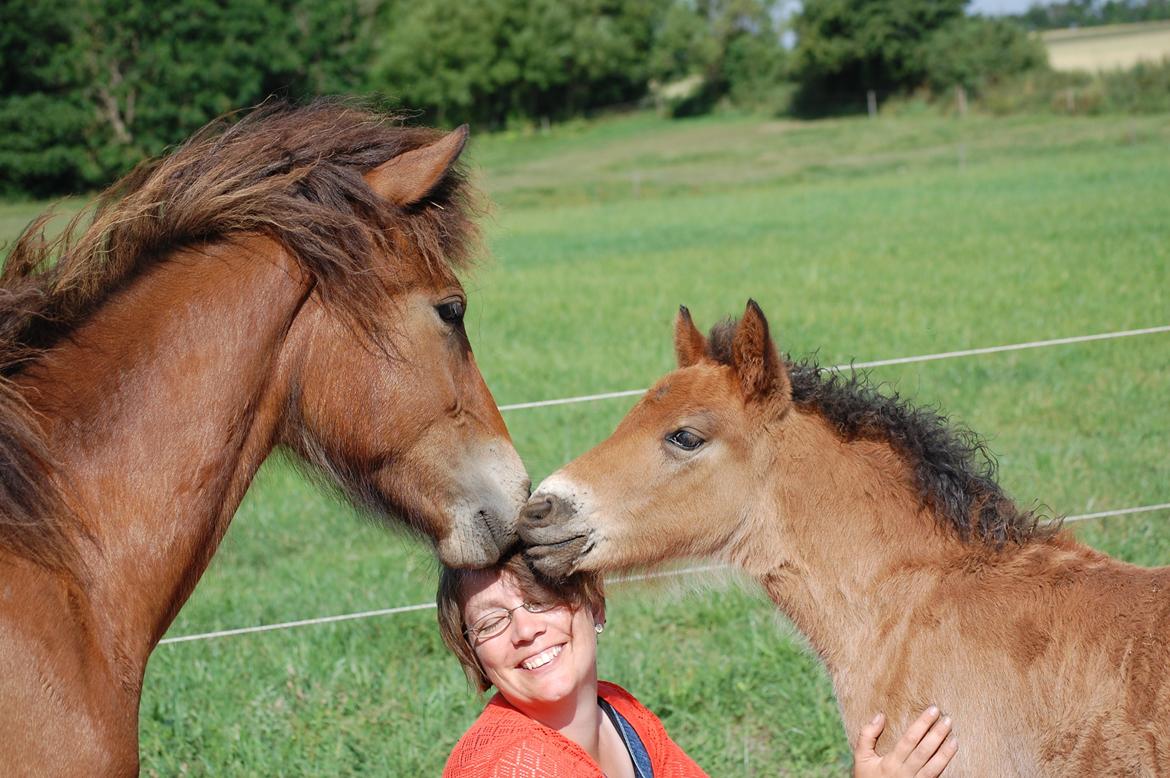 Islænder Djass fra Østervang - Djass og hans storebror Faxnir elsker når der er besøg på folden  billede 15