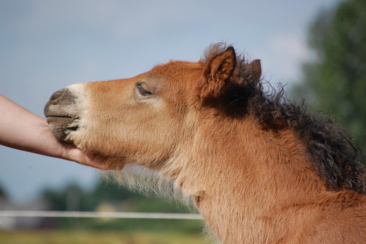 Islænder Djass fra Østervang - Min lille kælepotte <3 billede 12