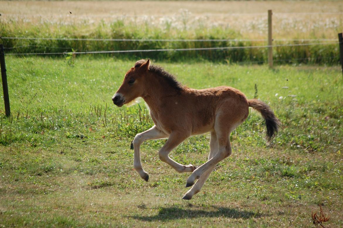 Islænder Djass fra Østervang - Djass i fuld galop billede 9