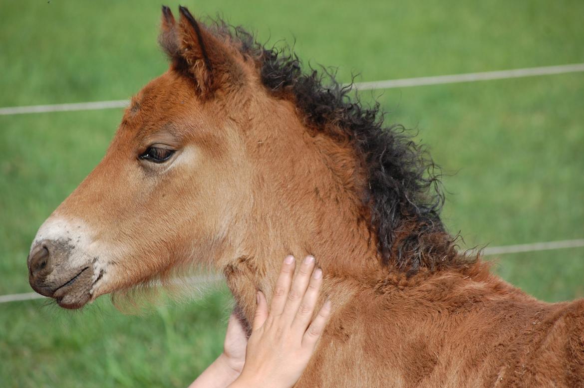 Islænder Djass fra Østervang - Djass elsker mennesker billede 5