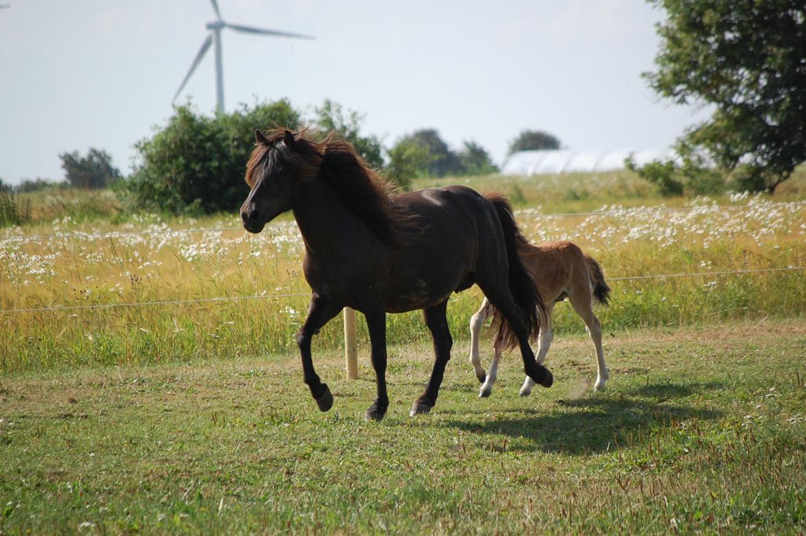 Islænder Vaka fra Stårup billede 7