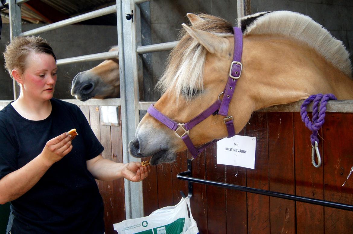 Fjordhest KIRSTINE VÅRBY - 13/7 13 billede 14