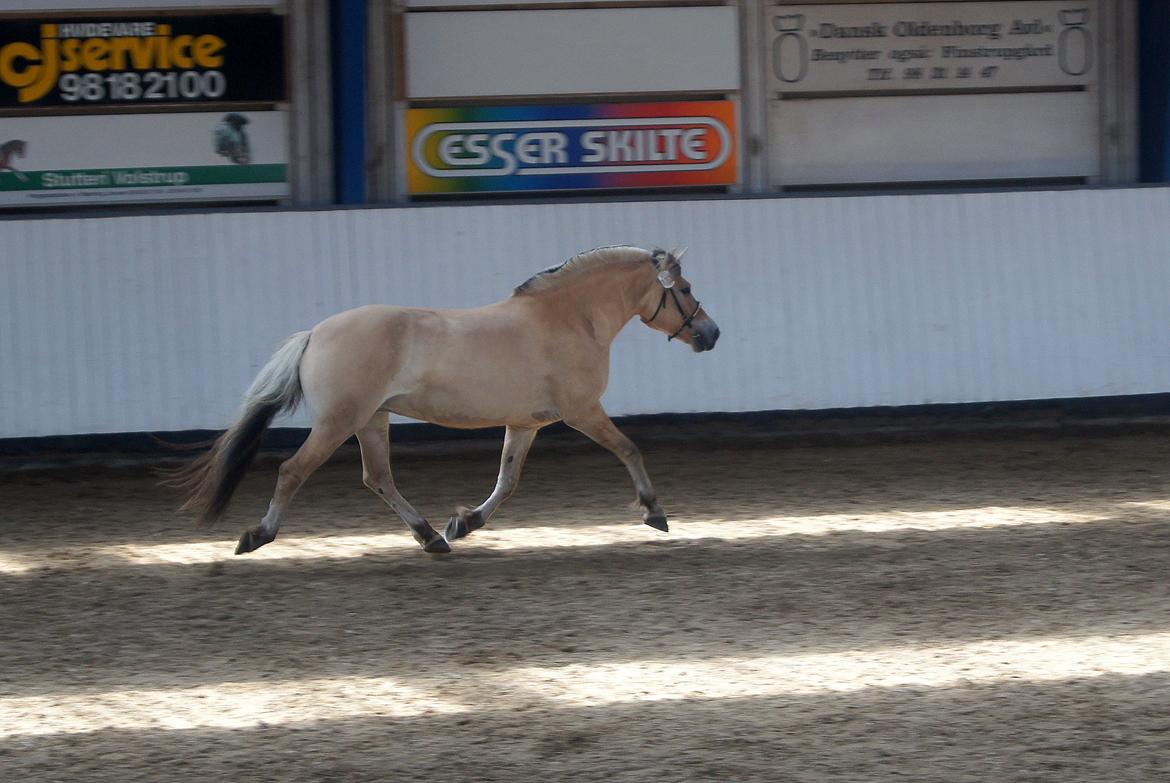 Fjordhest KIRSTINE VÅRBY - 13/7 13 billede 15