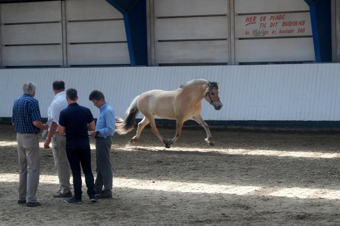 Fjordhest KIRSTINE VÅRBY - 13/7 13 billede 16