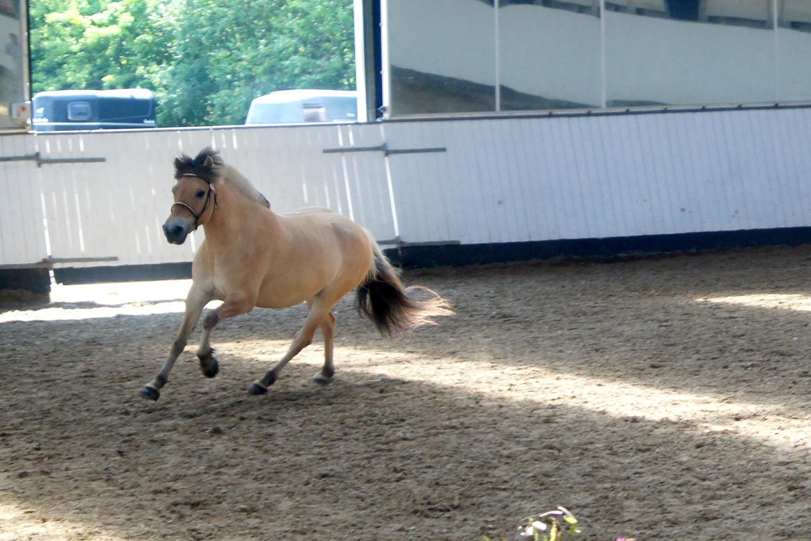 Fjordhest KIRSTINE VÅRBY - 13/7 13
 billede 17
