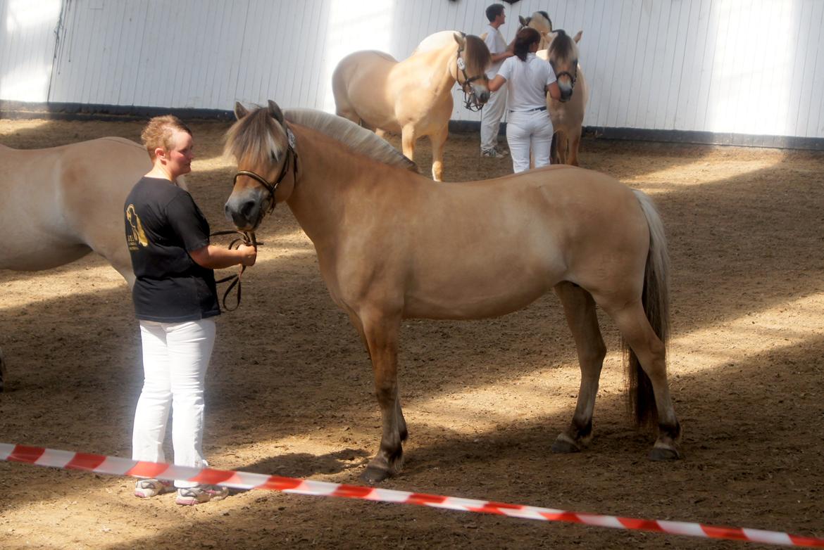 Fjordhest KIRSTINE VÅRBY - 13/7 13 billede 18