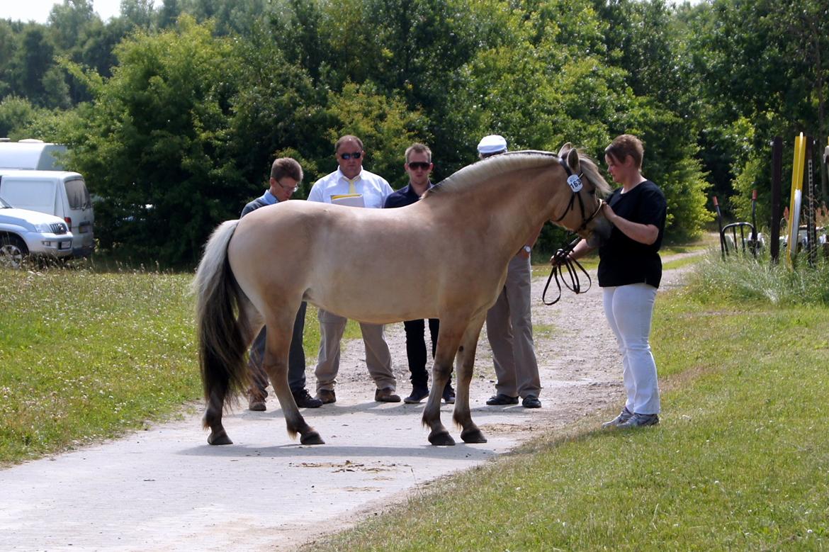 Fjordhest KIRSTINE VÅRBY - 13/7 13 billede 20