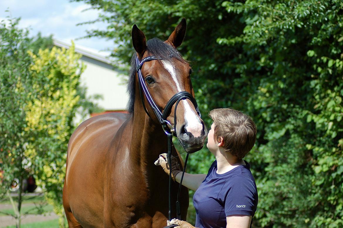 Dansk Varmblod Camarro SR billede 17