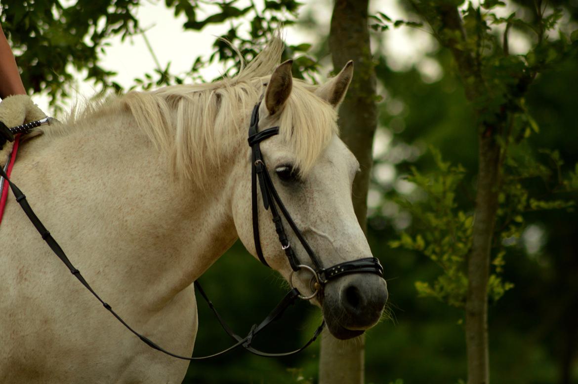 Anden særlig race Miss Dulle *Stjernepony* billede 31