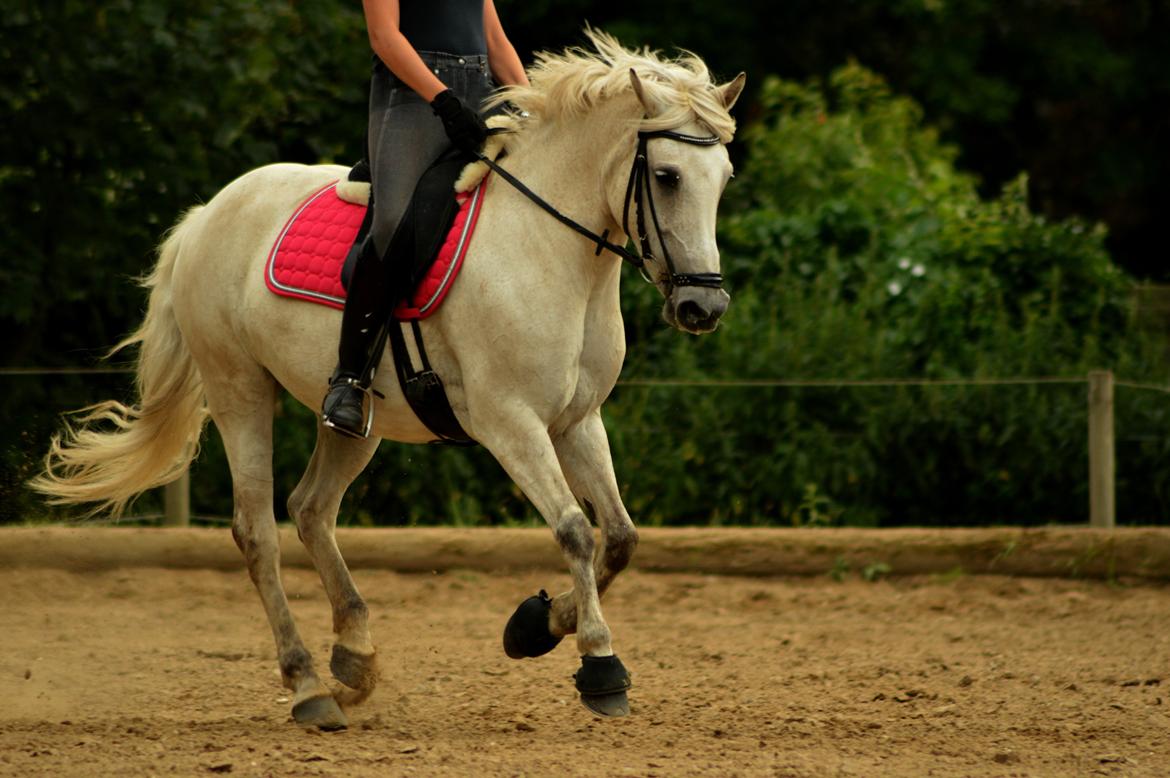 Anden særlig race Miss Dulle *Stjernepony* billede 33