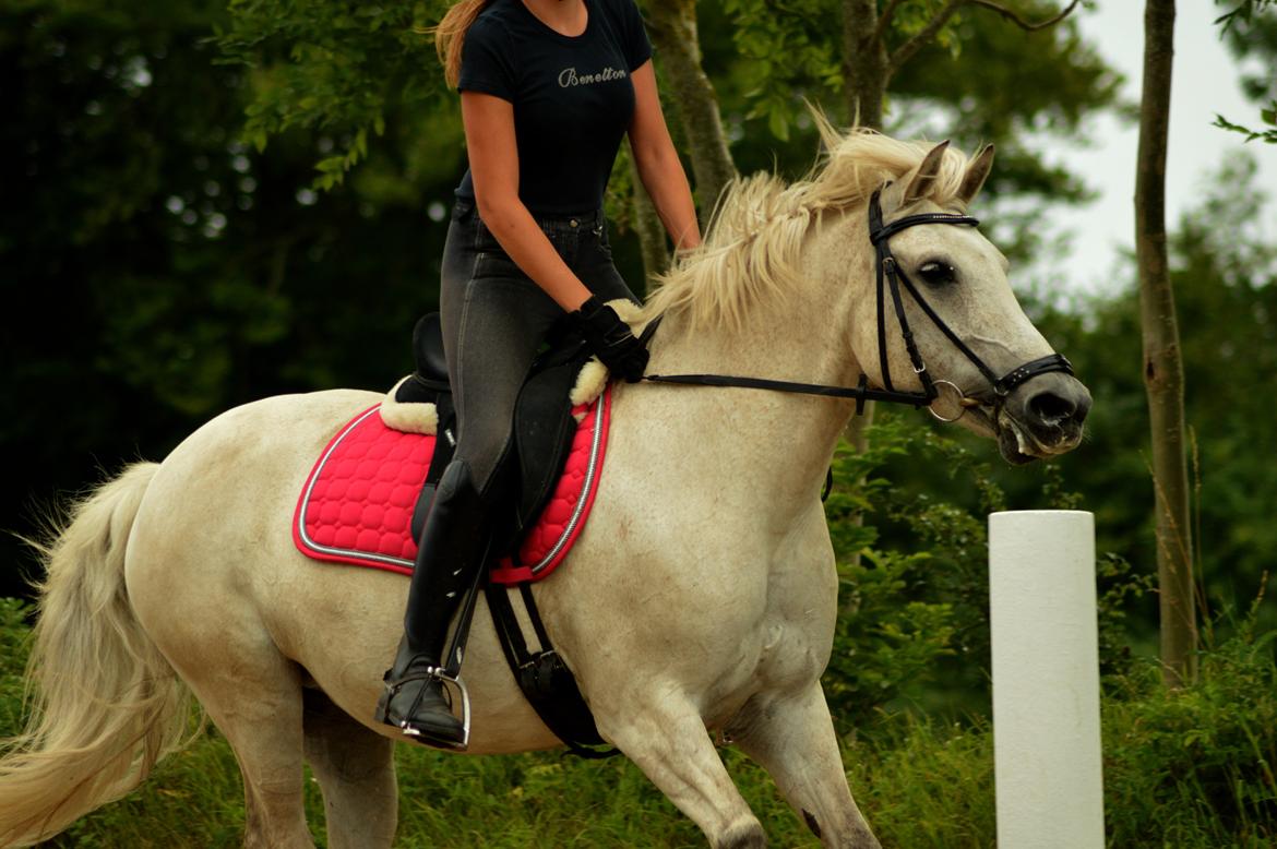 Anden særlig race Miss Dulle *Stjernepony* billede 34